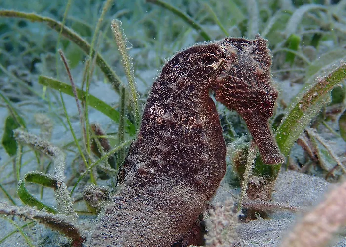 ホームステイ Biorock & Dive Center *