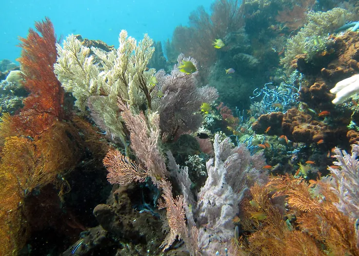 ホームステイ Biorock & Dive Center ペムテラン
