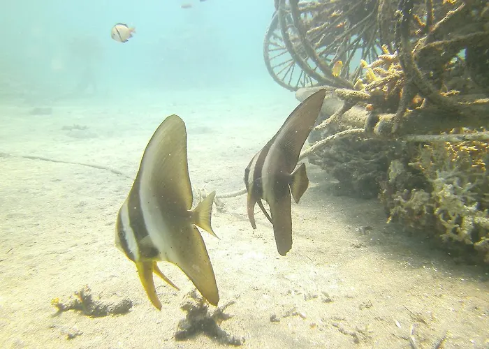 Biorock & Dive Center ペムテラン