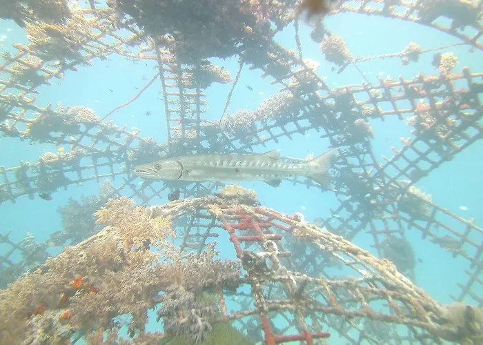 Biorock & Dive Center