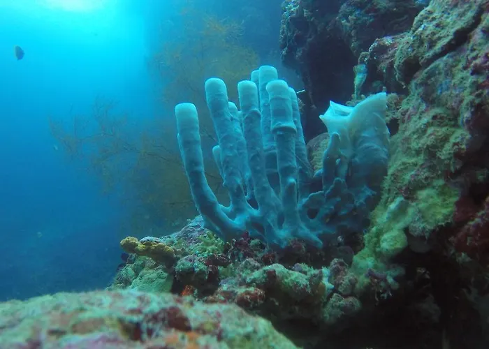 ホームステイ Biorock & Dive Center