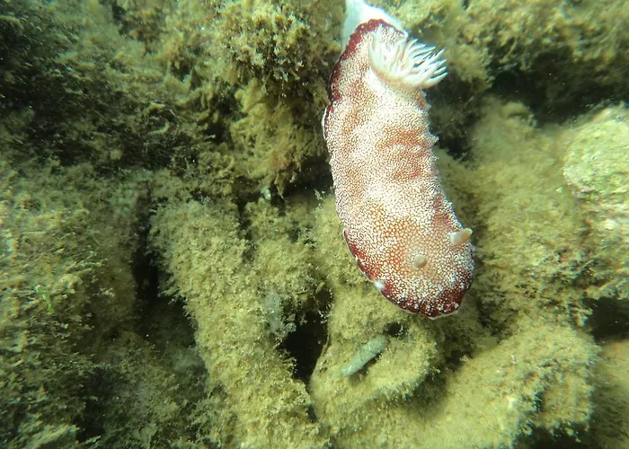 ホームステイ Biorock & Dive Center *