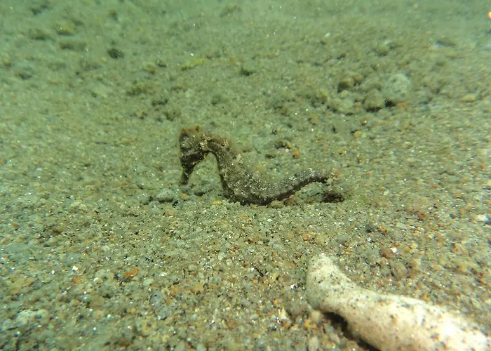 Biorock & Dive Center ペムテラン