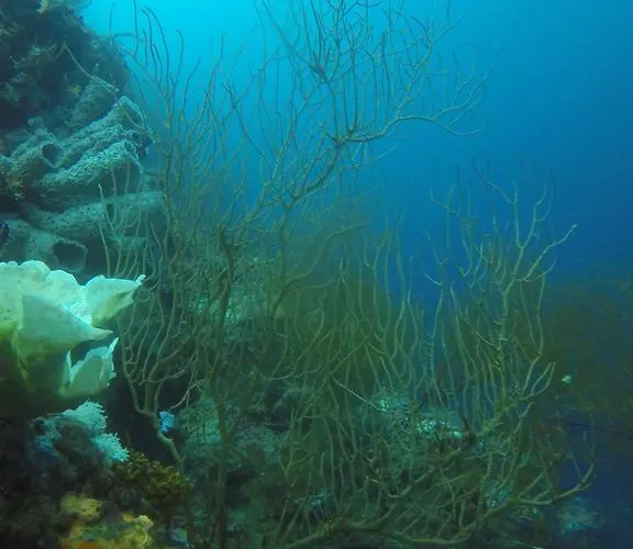 Biorock & Dive Center ペムテラン